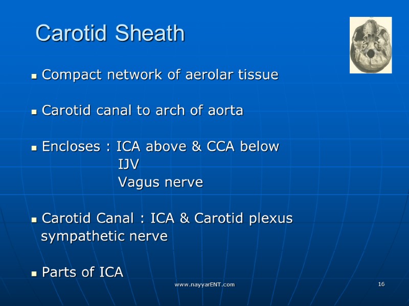 Carotid Sheath  Compact network of aerolar tissue   Carotid canal to arch